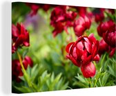 Jardin rempli de pivoines rouges Toile 60x40 cm - Tirage photo sur toile (Décoration murale salon / chambre) / Peintures florales sur toile