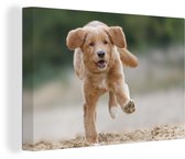 Golden Retriever chiot toile 60x40 cm - Tirage photo sur toile peinture (Décoration murale salon / chambre) / Animaux domestiques Peintures sur toile