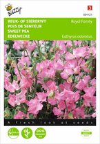 Reukerwt Royal Family roze - Lathyrus odoratus