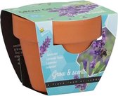Buzzy - Grow Gift - Lavendel - Grow & scent - drie stuks