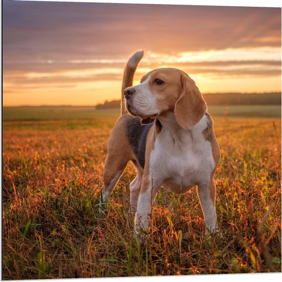 Dibond - Beagle in het Veld met Zonsondergang - 80x80cm Foto op Aluminium (Wanddecoratie van metaal)