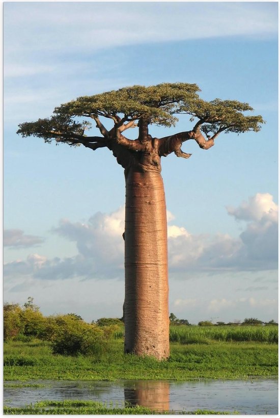 Poster – Baobab Boom in Groot Grasveld - 40x60cm Foto op Posterpapier