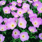 6x Teunisbloem (Oenothera speciosa 'Siskiyou') - P9 pot (9x9)