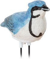 Planten droogteverklikker fluitende vogel blauwe gaai