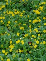 6x Penningskruid (Lysimachia num. 'Aurea Goldilocks') - P9 pot (9x9)