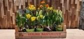 Lek bloemenservice  Planten bollen  voorjaar