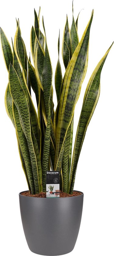 Sansevieria Laurentii - Elho brussels antracite - Hoogte 85cm Potmaat 24