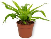 Kamerplant Asplenium Antiquum - Vogelnestvaren - ± 20cm hoog - ⌀ 12cm