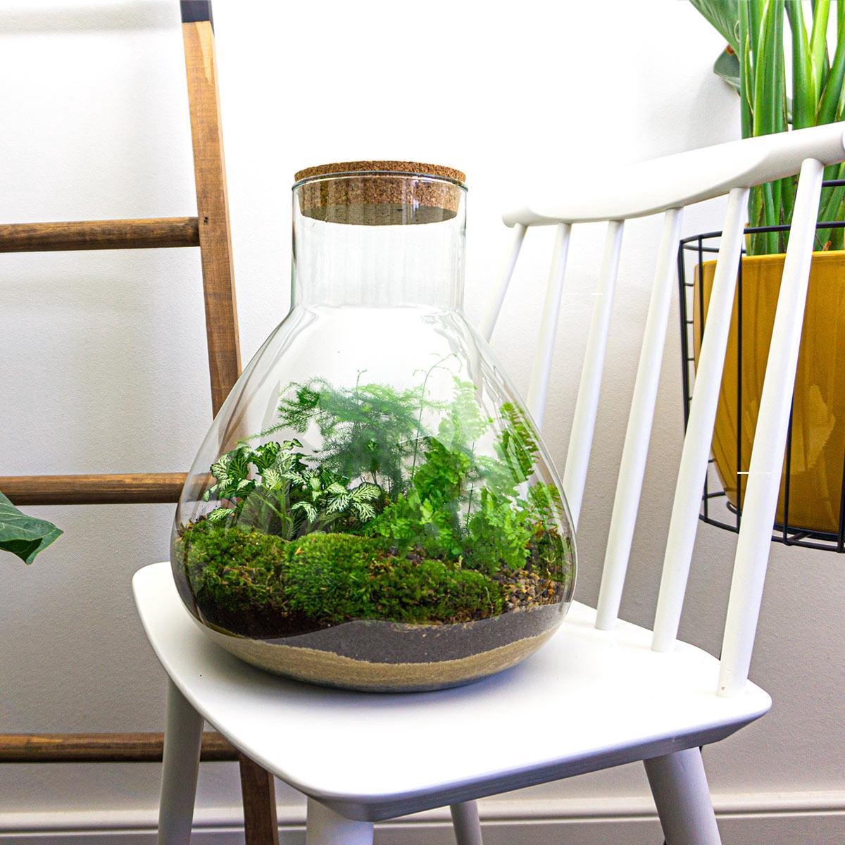 Mini-Ecosysteem | 35 cm hoog - Zelfvoorzienende planten in fles - Terrarium  met... | bol.com