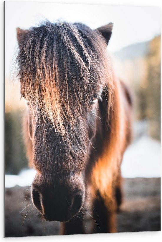 Dibond - Bruine Aankijkende Pony - 80x120cm Foto op Aluminium (Wanddecoratie van metaal)