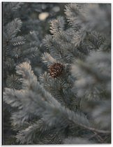 Dibond - Dennenappel aan Varen boom  - 30x40cm Foto op Aluminium (Wanddecoratie van metaal)