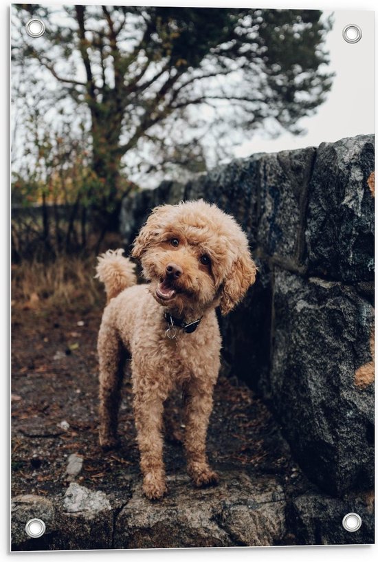 Tuinposter – Schattige Bruine Labradoodle - 40x60cm Foto op Tuinposter (wanddecoratie voor buiten en binnen)
