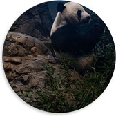 Dibond Wandcirkel - Panda etend op Rotsen - 50x50cm Foto op Aluminium Wandcirkel (met ophangsysteem)
