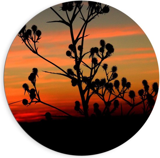 Dibond Wandcirkel - Zonsondergang achter Katoenplant - 90x90cm Foto op Aluminium Wandcirkel (met ophangsysteem)