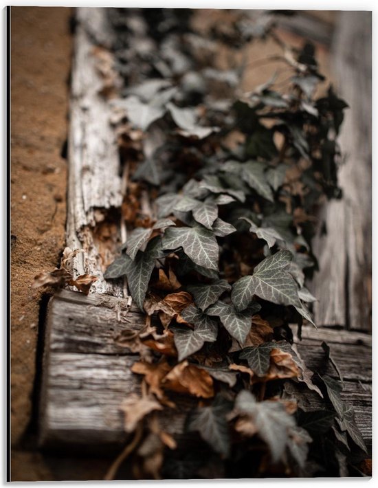 Dibond - Groene Bladeren op Houten Balk - 30x40cm Foto op Aluminium (Met Ophangsysteem)