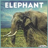 Elephant Wall Calendar 2021