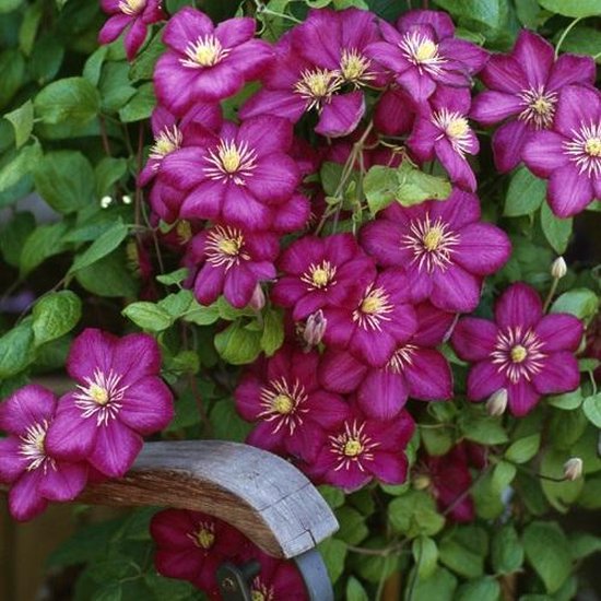 Festival Colours mix - Eenjarige planten - Divere kleuren