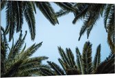 Dibond - Palmbladeren met Blauwe Lucht - 150x100cm Foto op Aluminium (Wanddecoratie van metaal)