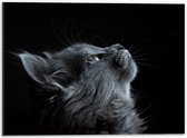 Dibond - Grijze omhoogkijkende Kat Zwarte Achtergrond - 40x30cm Foto op Aluminium (Wanddecoratie van metaal)