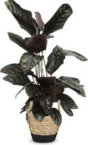 We Love Plants - Calathea Ornata + Mand Mirjam - 70 cm hoog - Luchtzuiverende plant