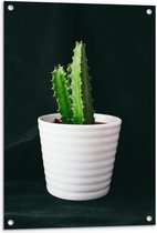 Tuinposter – Groene Cactus in Witte Pot - 60x90cm Foto op Tuinposter  (wanddecoratie voor buiten en binnen)