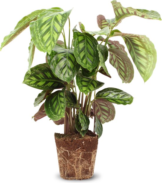 We Love Plants Calathea Flamestar Cm Hoog Luchtzuiverende Plant Bol