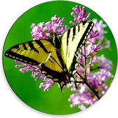 Dibond Wandcirkel - Gele Vlinder op Paarse Bloemen - 50x50cm Foto op Aluminium Wandcirkel (met ophangsysteem)