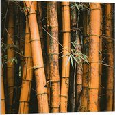 Dibond - Bamboe Takken  - 80x80cm Foto op Aluminium (Wanddecoratie van metaal)
