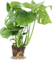 We Love Plants - Monstera Deliciosa - 55 cm hoog - Gatenplant