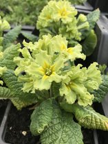 6 x Primula 'Franciska' - Sleutelbloem - P9 Pot (9 x 9cm) - Dima Vaste Planten