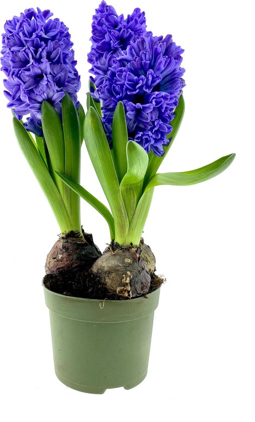 Middellandse Zee Consulaat Ale Bloem van Botanicly – Hyacinthus – Hoogte: 20 cm, Paarse bloemen | bol.com