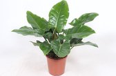 Kamerplant van Botanicly – Philodendron imperial Green – Hoogte: 80 cm