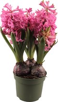 Bloem van Botanicly – Hyacinthus – Hoogte: 20 cm, roze bloemen
