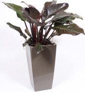 Kamerplant van Botanicly – Philodendron Imperial Red in taupe pot als set – Hoogte: 120 cm