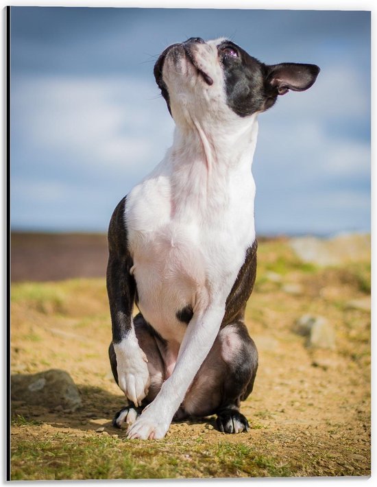 Dibond - Omhoogkijkende Hond in Landschap - 30x40cm Foto op Aluminium (Met Ophangsysteem)