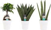 Hellogreen Kamerplant - Set van 3 - Luchtzuiverende Kamerplanten Mix - 30 cm - Anna Keramiek wit