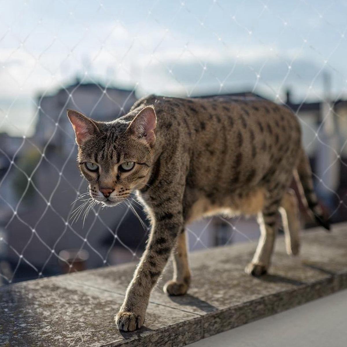 De 4 Beste Kattennetten Van 2026 Volgens Baasjes - Happy Animal De 4 Beste Kattennetten Van 2026 Volgens Baasjes - Happy Animal
