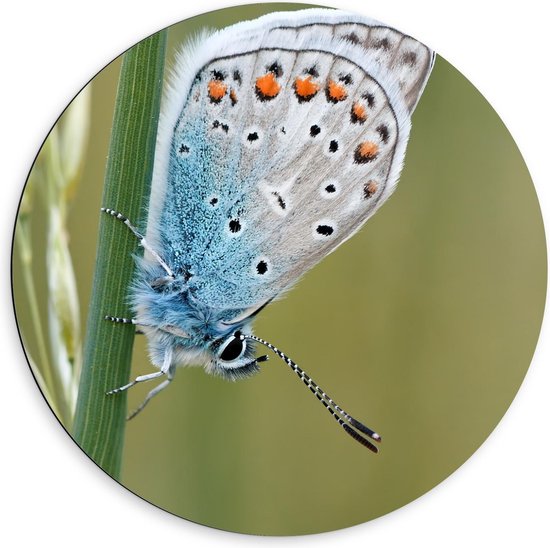 Foto: Dibond wandcirkel blauwkleurige vlinder op groene plant 60x60cm foto op aluminium wandcirkel met ophangsysteem 