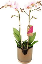 Orchidee van Botanicly – Vlinder orchidee in gouden keramiek pot 'Julia' als set – Hoogte: 50 cm, 2 takken, witte bloemen – Phalaenopsis Amaglad Soft