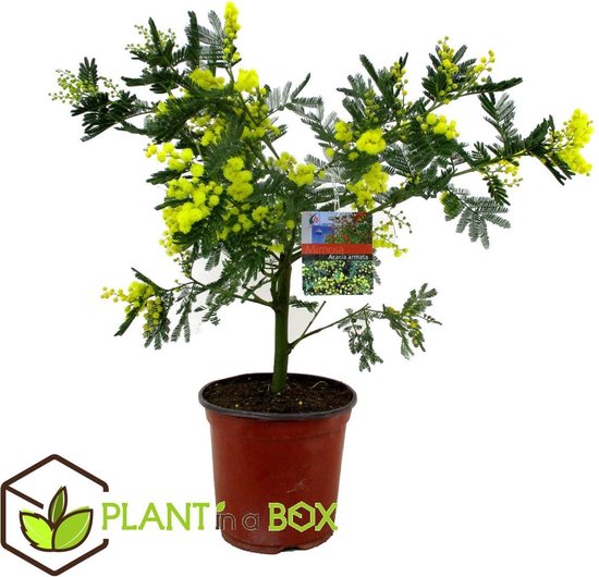 Sovjet overdrijving Lenen Plant in a Box - Acacia dealbata Mimosa struik - kamerplant - Pot ⌀14cm -  Hoogte ↕ 30-40cm | bol.com