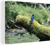 Vogel sur un arbre moussu 120x90 cm - Tirage photo sur toile (Décoration murale salon / chambre) / Arbres Peintures sur toile