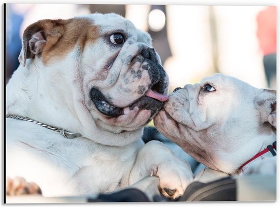 Dibond - Twee Schattige Mopshondjes - 40x30cm Foto op Aluminium (Met Ophangsysteem)