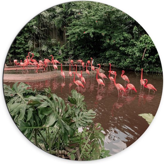 Dibond Wandcirkel - Groep Flamingo's in het Water - 70x70cm Foto op Aluminium Wandcirkel (met ophangsysteem)