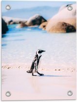 Tuinposter – Schattige Kleine Pinguïn - 30x40cm Foto op Tuinposter  (wanddecoratie voor buiten en binnen)