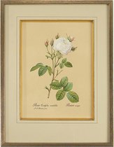 Authentic Models - Handgeschilderde Botanische Tekening - Roos  Centifolia- ingelijst - 65cm x 49,5cm