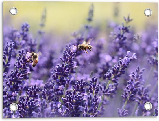 Tuinposter - Wespen bij Lavendel Bloemen - Foto op Tuinposter (wanddecoratie voor buiten en binnen)