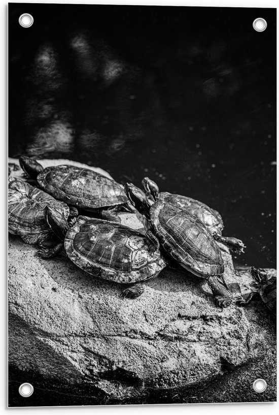 Tuinposter – Zwart/Wit Schildpadden - 40x60cm Foto op Tuinposter  (wanddecoratie voor buiten en binnen)