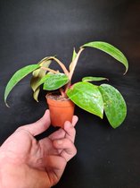 Philodendron 'Red baron' - kamerplant - weinig licht - duurzaam