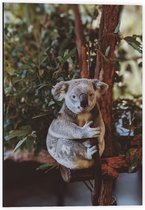 Dibond - Koala in Boom - 40x60cm Foto op Aluminium (Met Ophangsysteem)