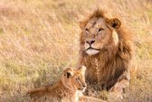 Mooie Leeuw op Puzzel - Wilde Kat - Zoogdier - Afrika - Moeilijke Puzzel - 252 Stukjes